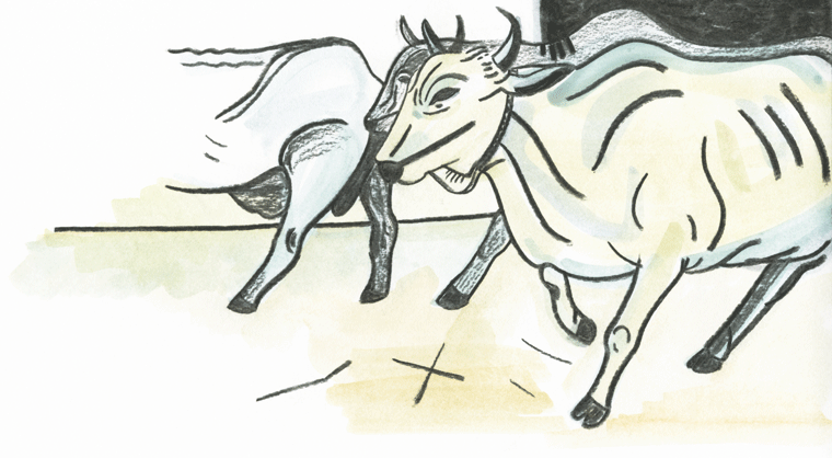 vaches